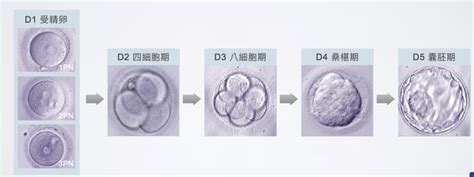 胚胎發育順序|線上教學